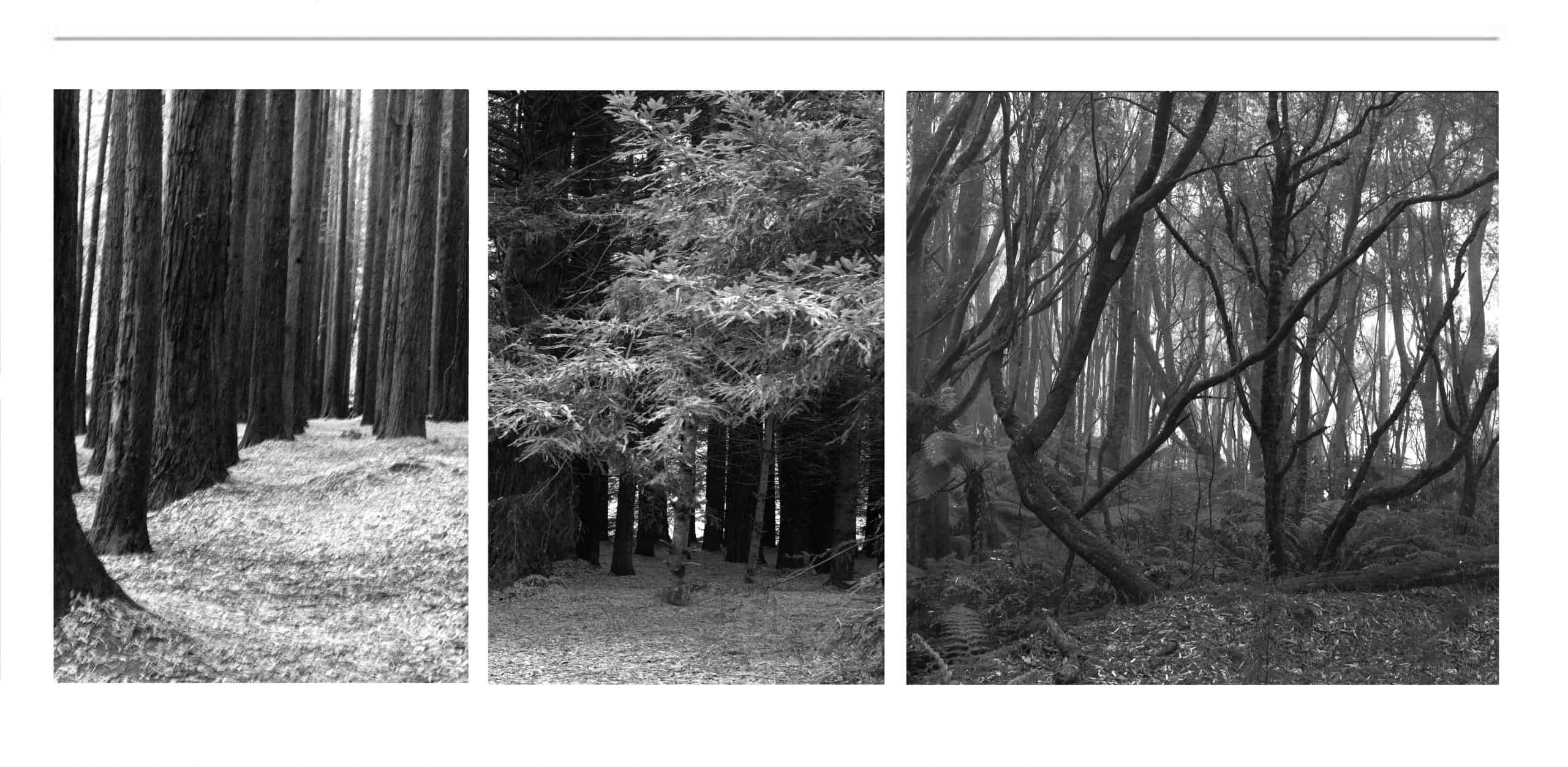  Black and White Photographer Dr Zenaidy Castro, Black and White Photographs for sale, beautiful best black and white photos, famous black and white photography and photographer