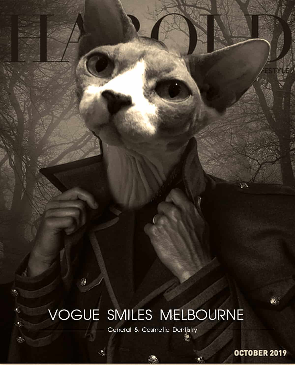 Funny Sphynx Cats memes - Dental Cat Memes - Dentist in Melbourne CBD