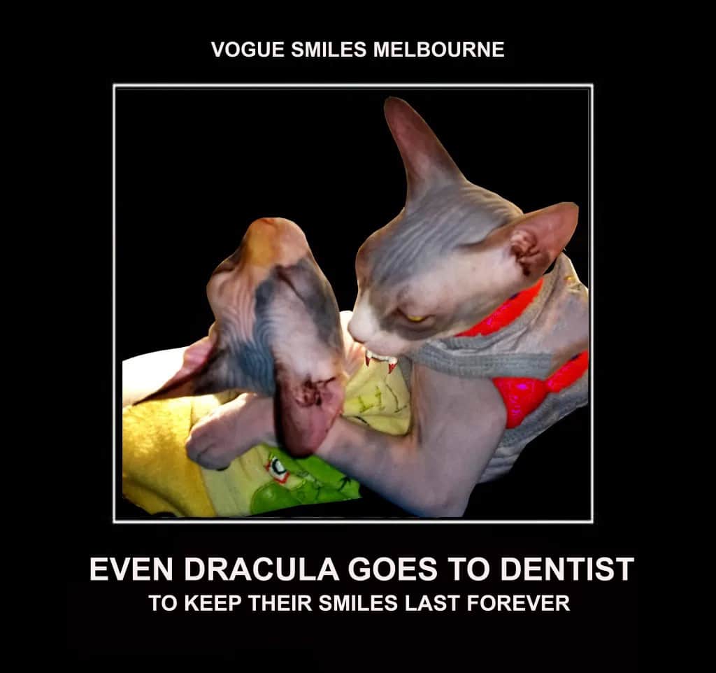 Funny Sphynx Cats memes - Dental Cat Memes - Dentist in Melbourne CBD