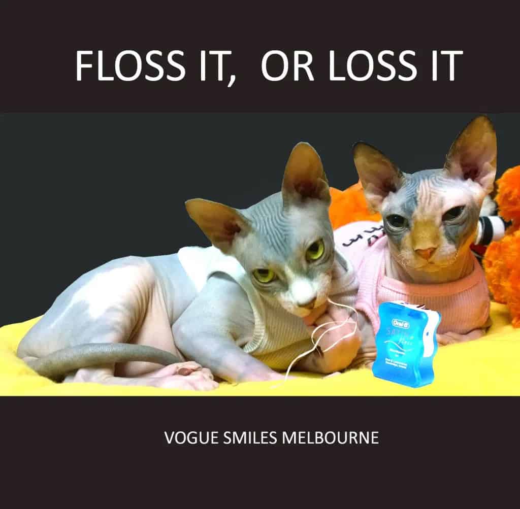 Funny Sphynx Cats memes - Dental Cat Memes - Dentist in Melbourne CBD