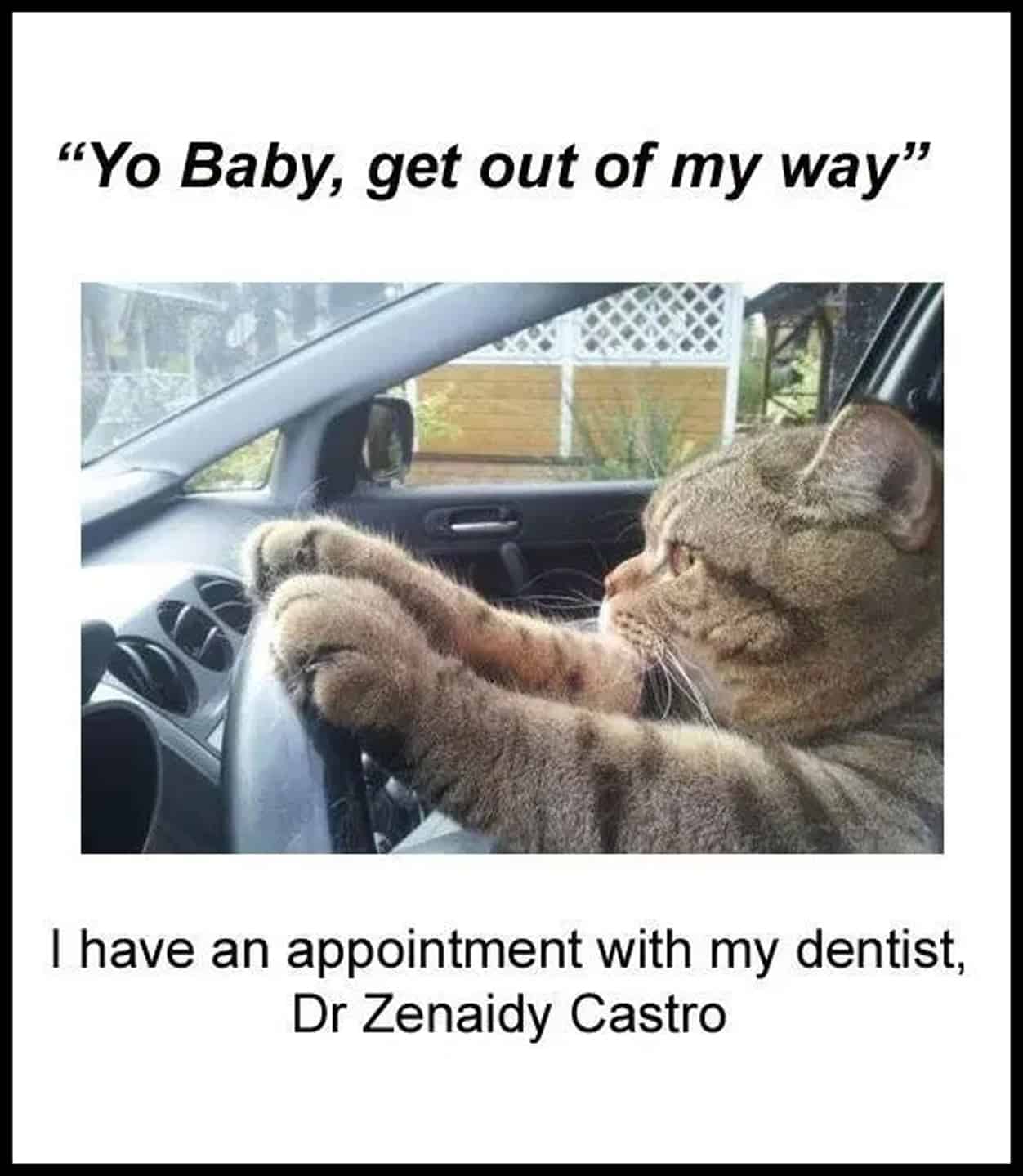  Funny Cute cat memes, Dental Cat memes, Cute Cats photos, Cat lovers